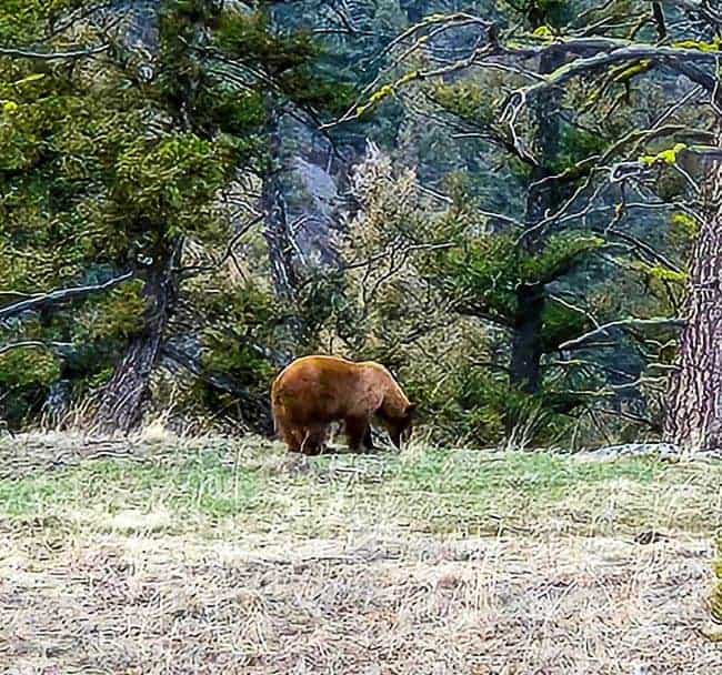Bear in Yellowstone National Park meadow