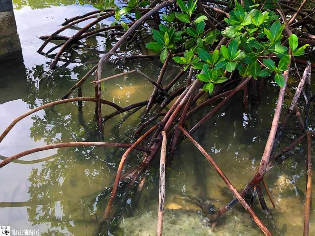 Mangrove Forest-Biscayne National Park: Mangrove roots in shallow water with green leaves above.