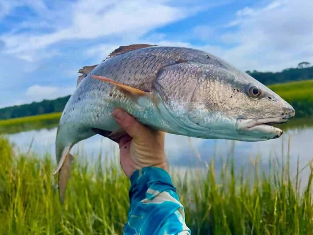A person holds a large red drum fish against a background of green grass and a partly cloudy sky.