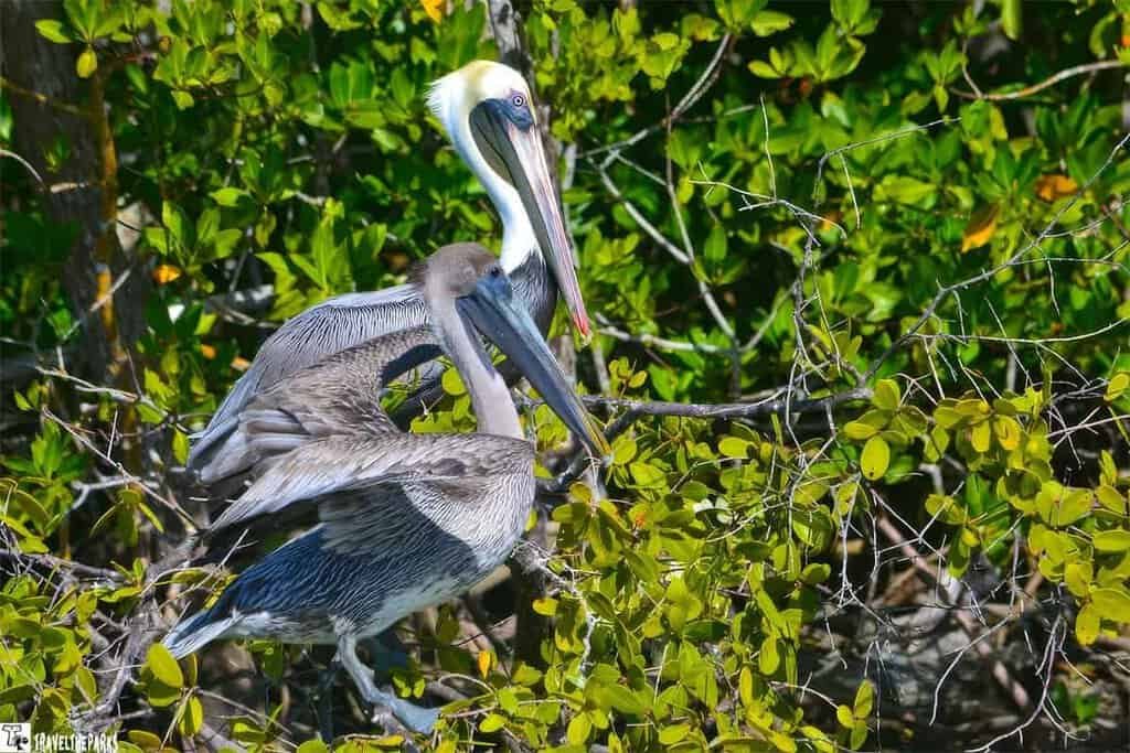Two brown pelicans resting among green foliage, with one displaying its wings and the other featuring a white head.