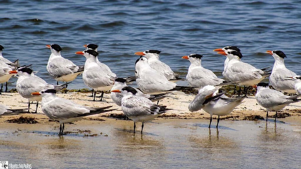 A flock of seagulls standing on the shore near water.