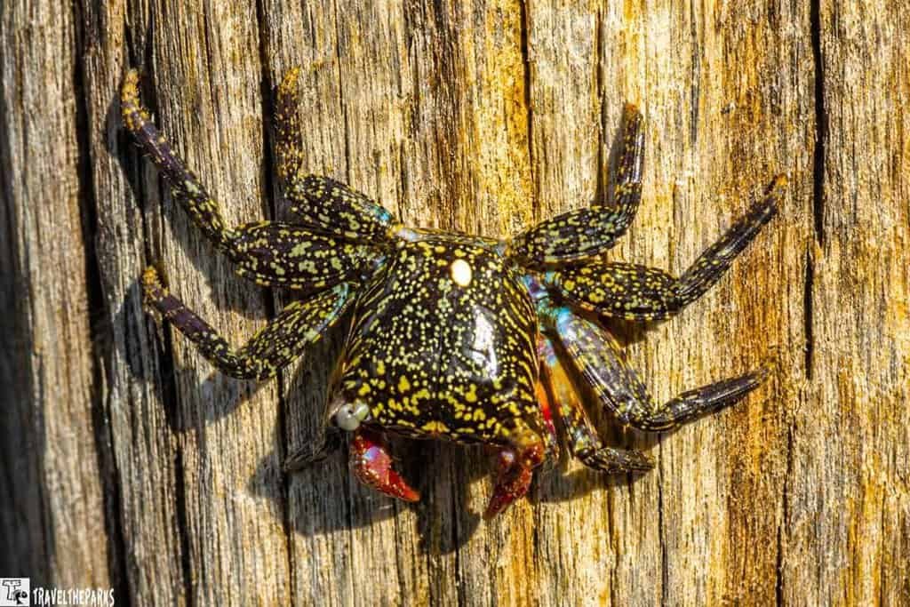 Mangrove Crab-Railroad Trestle: A small speckled crab on a vertical wooden surface neaer Cedar Key.