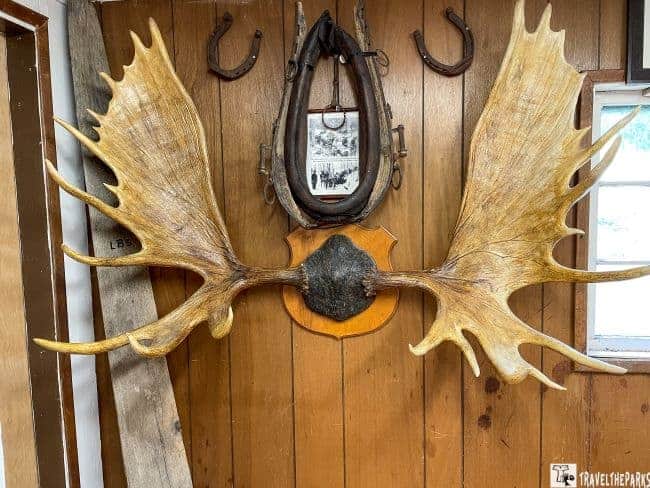 Large moose antlers mounted on a wooden wall with horse collar and photo, surrounded by horseshoes.

