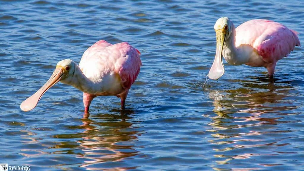 Two roseate spoonbills wade in shallow water, displaying their pink feathers and elongated spoon-shaped bills.