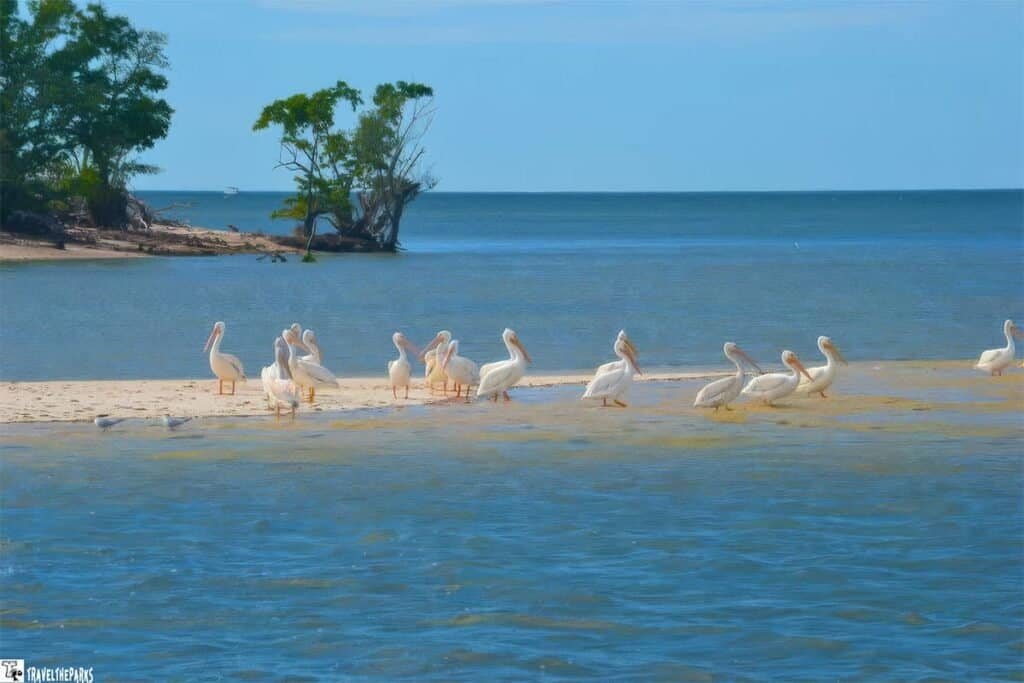 A group of white pelicans resting on a sandy island surrounded by shallow water, with trees in the background under a clear blue sky.
