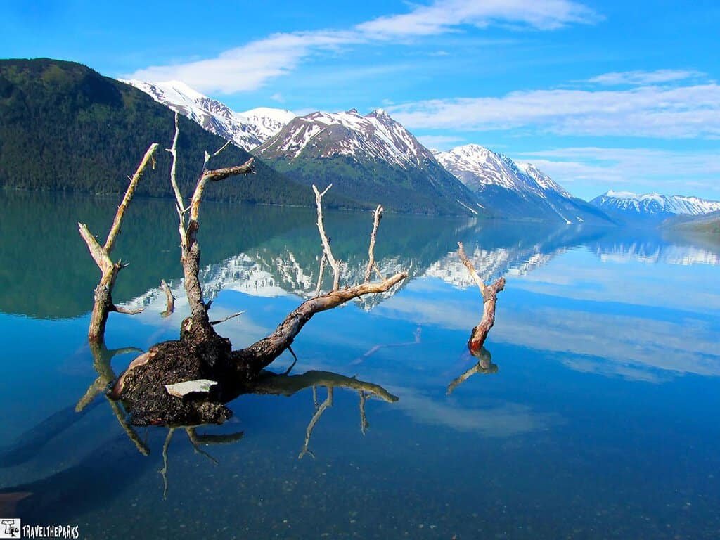 A tranquil view of Kenai Lake with a gnarled, submerged tree in the foreground, surrounded by snow-capped mountains and a clear blue sky.