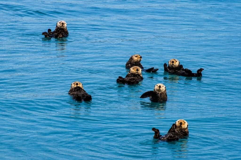 Sea Otters in Prince William Sound Alaska