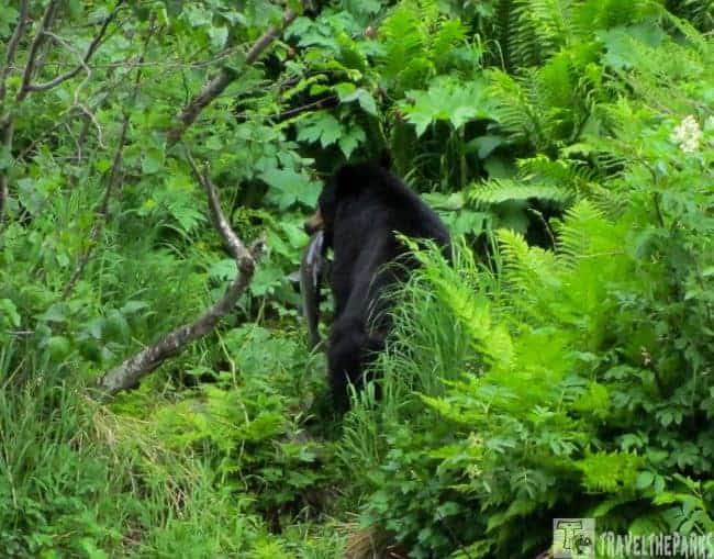 Black Bear Wolverine Creek