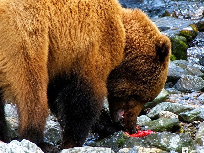 Brown bear eating red food among rocks in a shallow stream.