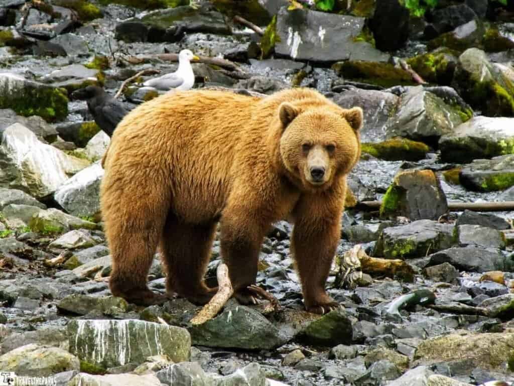 A brown bear stands on a rocky riverbank, surrounded by mossy stones and two birds in the background.