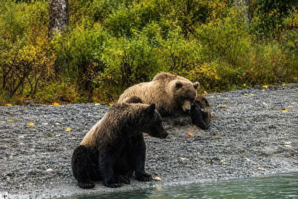 Two brown bears on a gravelly shore of Kenai River by water with forest in the background.