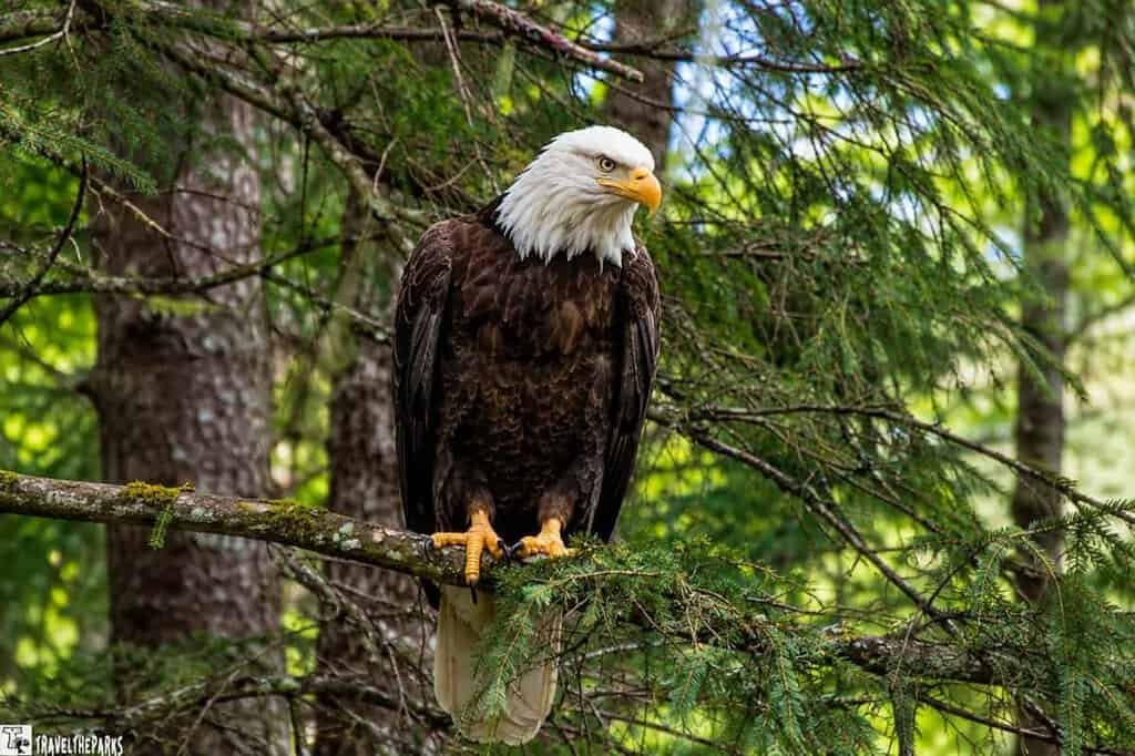 Bald eagle perched on a tree branch surrounded by greenery.
