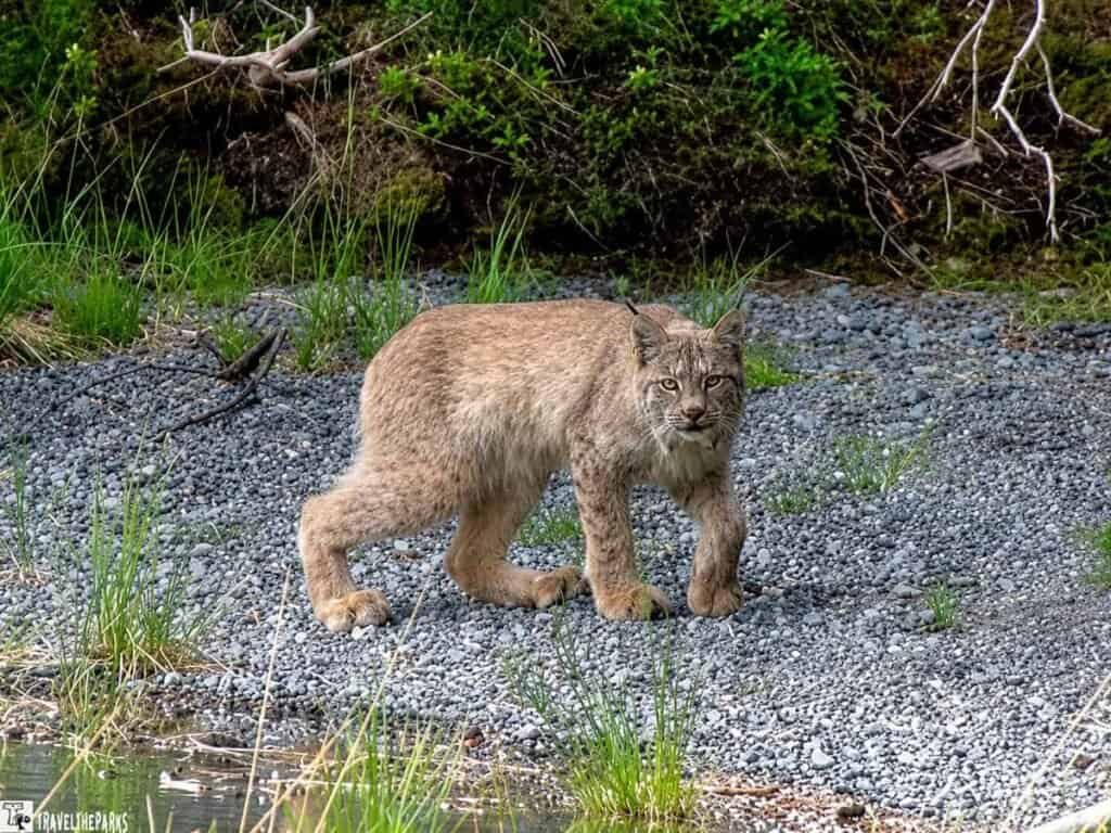 RV Trip Sterling Highway, Alaska A lynx standing on gravel near a body of water in a natural setting