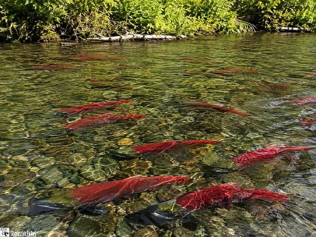 Red salmon swimming through a clear, shallow, rocky stream bordered by dense green vegetation.