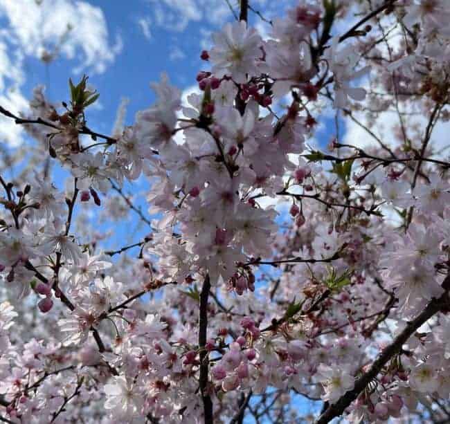 Cherry blossom branches with pink and white flowers against a blue sky with clouds.