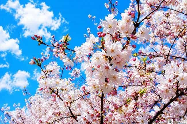 Cherry blossom branches with pink and white flowers against a blue sky with clouds.