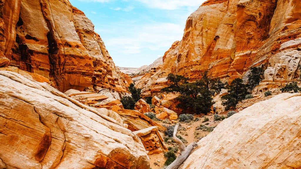 A narrow canyon with tall ochre sandstone walls and scattered greenery.