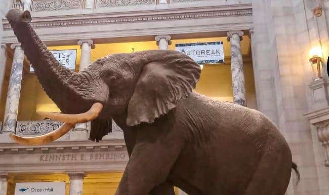 Natural History Museum -Life-sized African elephant Fénykövi exhibit in a museum with marble columns and warm lighting.