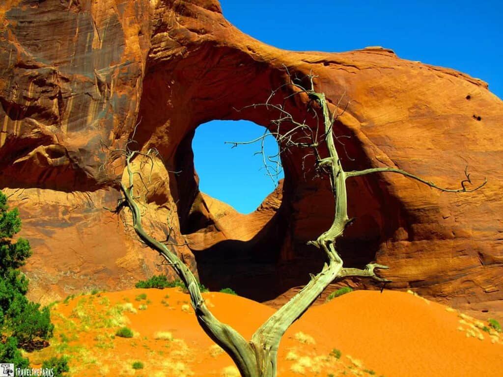 Listen to the Ear of the Wind: A dry tree in the foreground with a rock formation featuring a large arch in the background, set against a blue sky.