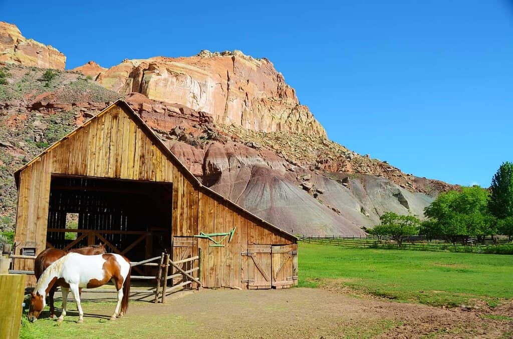 Horse in coral at Gifford Ranch in Capitol Reef NP
