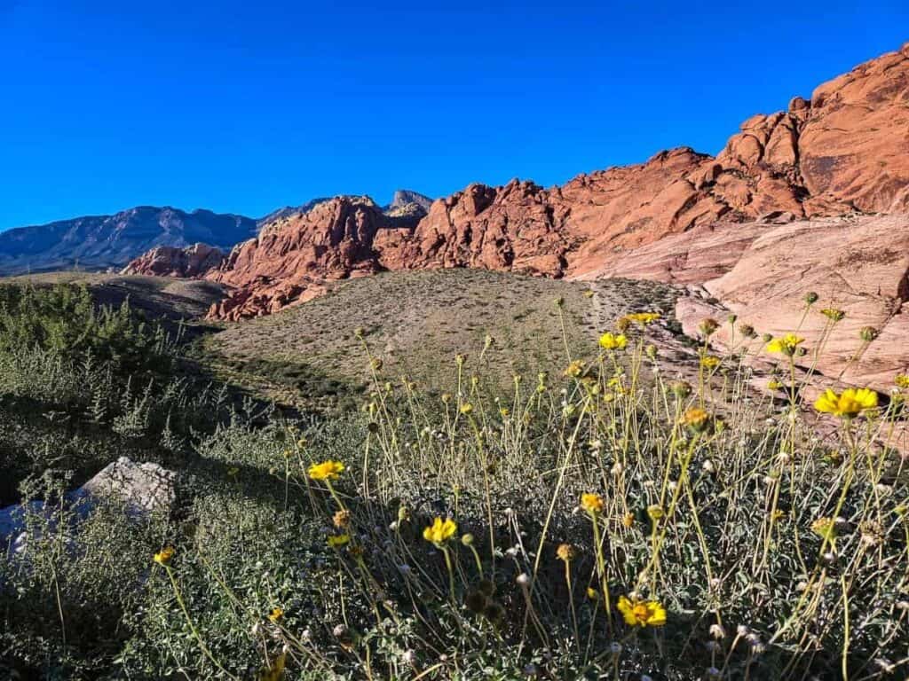 Red sandstone cliffs at Red Rock Canyon with wildflowers in the foreground and mountains in the background.