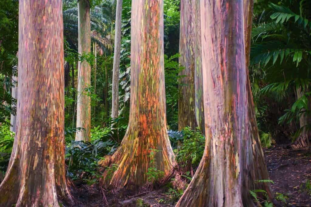 Colorful eucalyptus trees with multicolored bark in a dense forest.