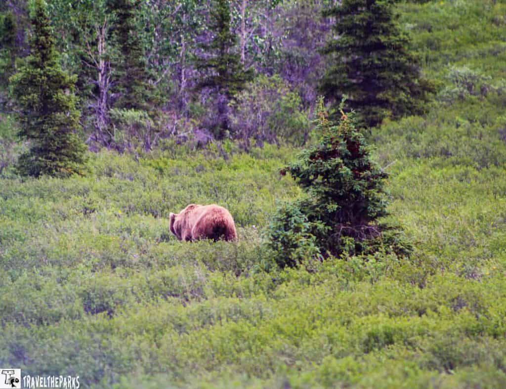A brown bear walking through a green meadow with trees in the background.
