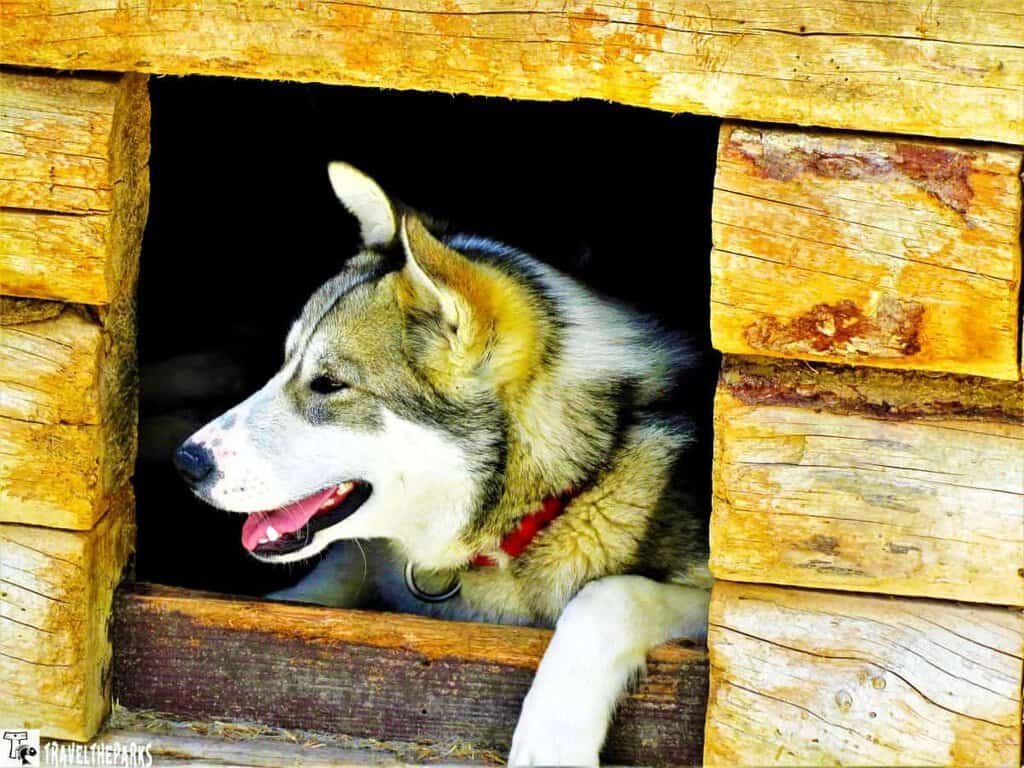 Denali Sled Dog Kennels: A husky dog peeking out from a wooden cabin window.