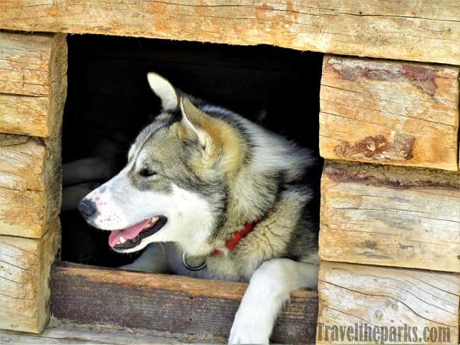Denali Sled Dog Kennels