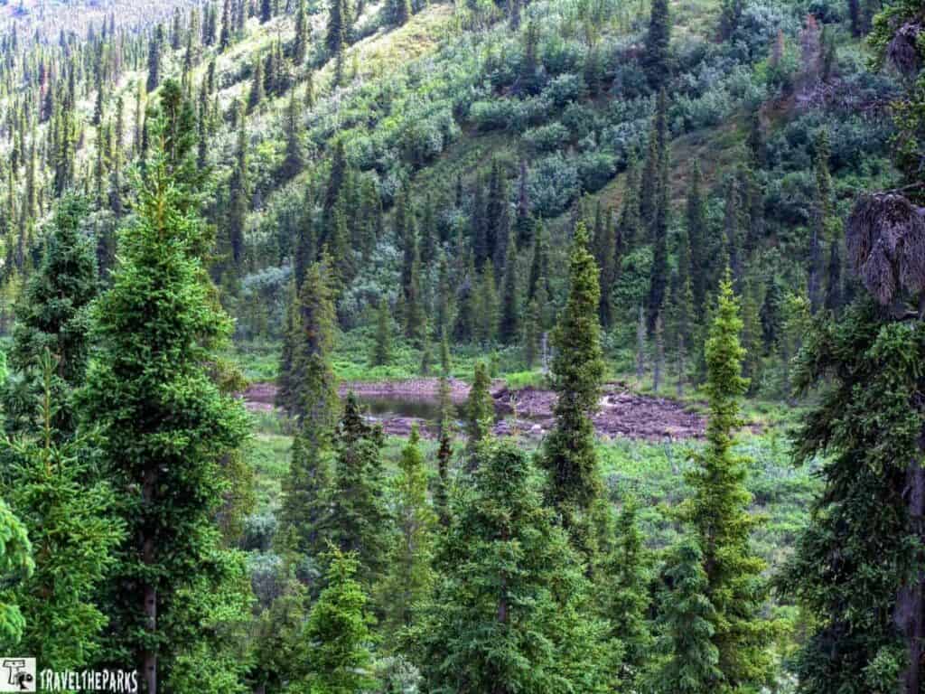 A lush forest in Denali National Park with evergreen trees and a small pond in a clearing.