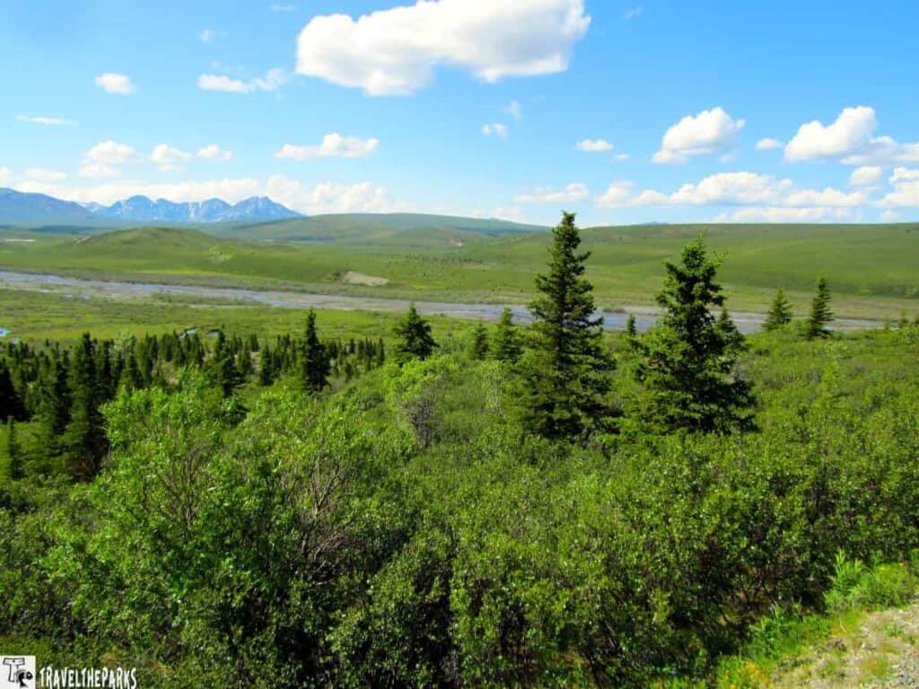 Scenic view of Denali National Park with green shrubs, pine trees, a river, grassy hills, and mountains under a blue sky with white clouds.