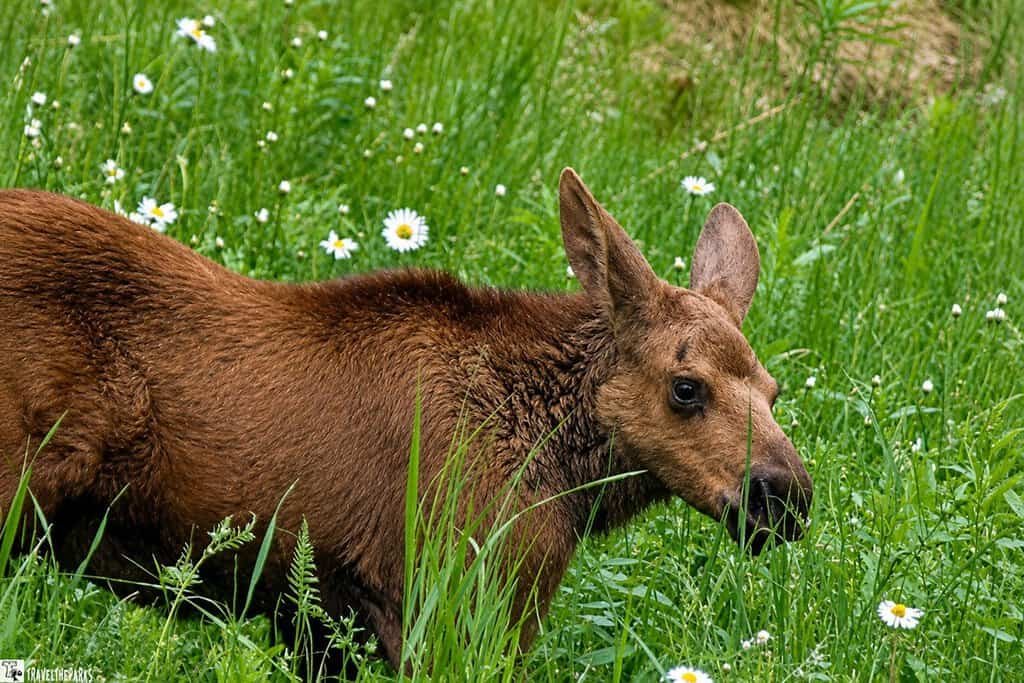 A young moose is grazing in a forest, surrounded by lush green trees and tall grass. The scene conveys a peaceful, natural setting.