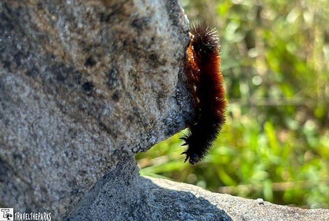 A fuzzy black-and-rust caterpillar clings to a sunlit gray rock, with soft green foliage blurred in the background; a quiet nature close-up.