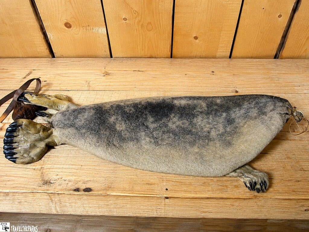 Seal pelt on a wooden surface at the Alaska Native Heritage Center
