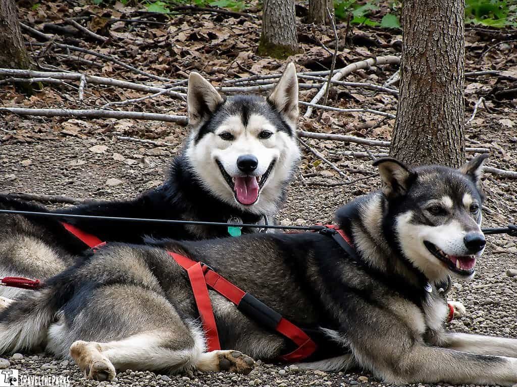 Sled Dogs resting at the Alaska Native Heritage Center Anchorage