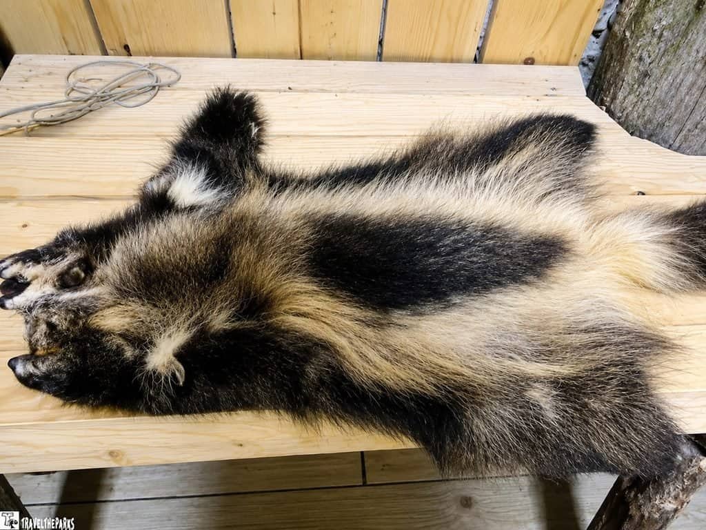 Black-and-white striped skunk pelt displayed on a wooden bench, with its bushy tail extended, visible paws, and coarse fur.