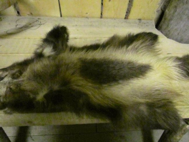 Wolverine pelt on a wooden surface at the Alaska Native Heritage Center
