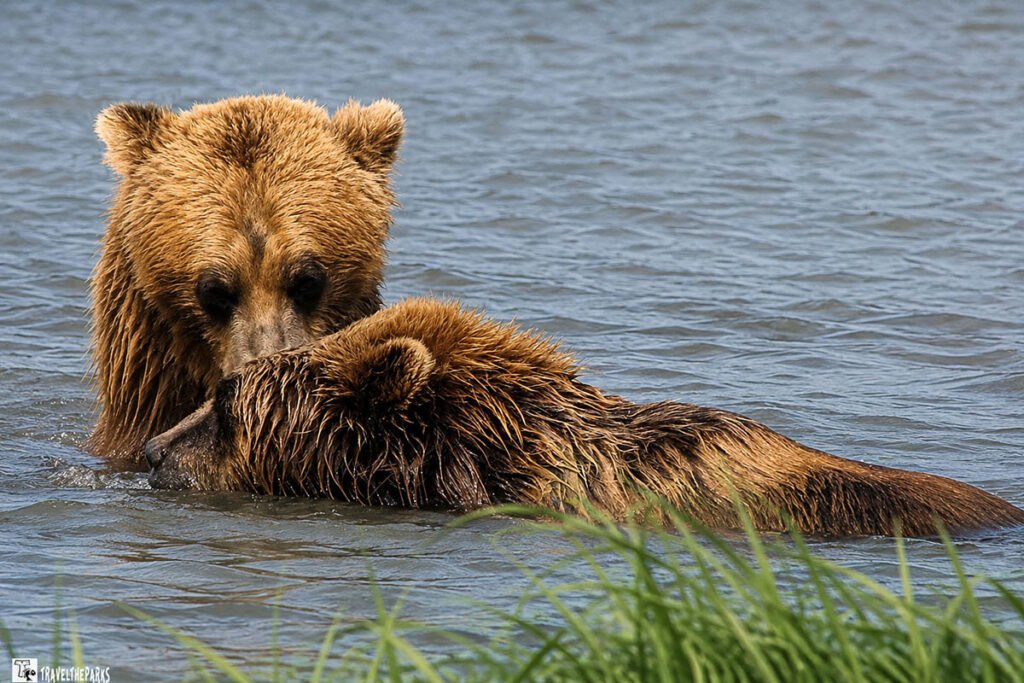 Two wet brown bears partially submerged in rippling water, with one facing the camera and the other lying across the foreground.