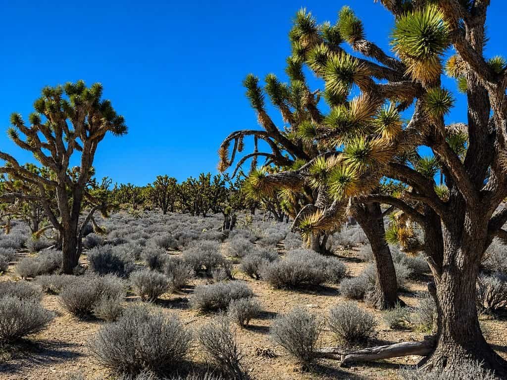 A scenic view of Joshua Tree National Park showcasing unique rock formations and iconic Joshua trees under a clear blue sky.