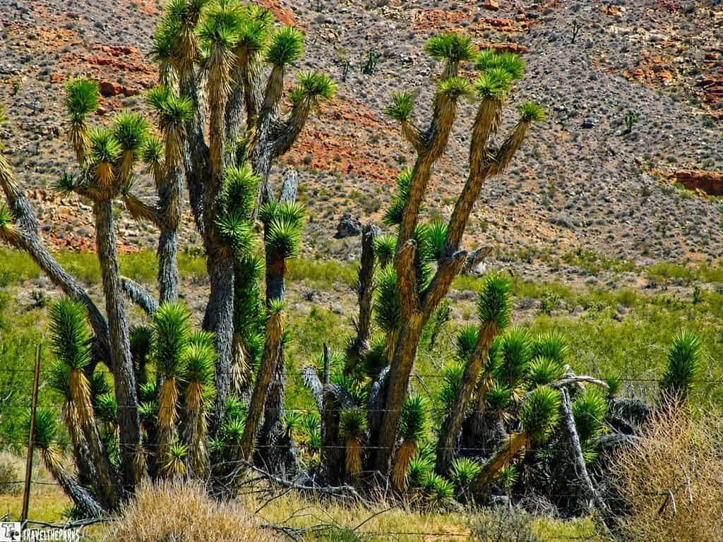 A picturesque desert scene showcasing Joshua Tree's distinctive trees and rugged rocks against a bright, sunny backdrop.