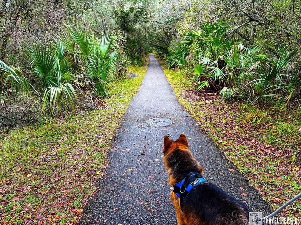 A dog on a path surrounded by green vegetation at Blue Springs State Park.