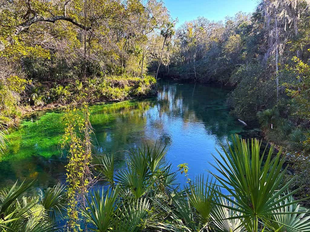 Clear blue spring surrounded by lush greenery at Blue Springs State Park with palm fronds and trees.