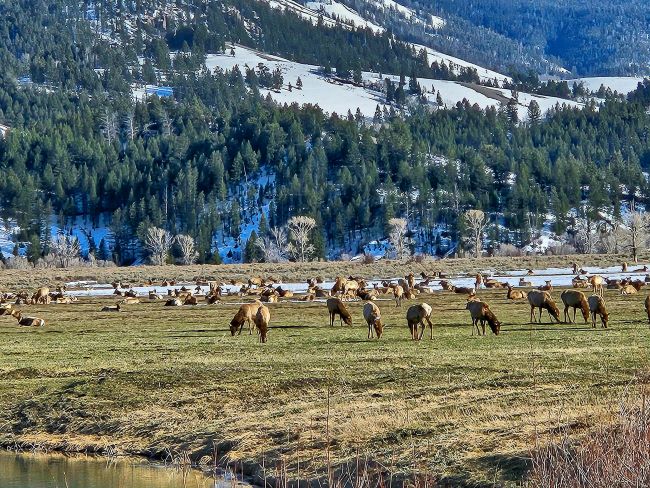 Elk in Grand Teton outside Jackson National Elk Refuge