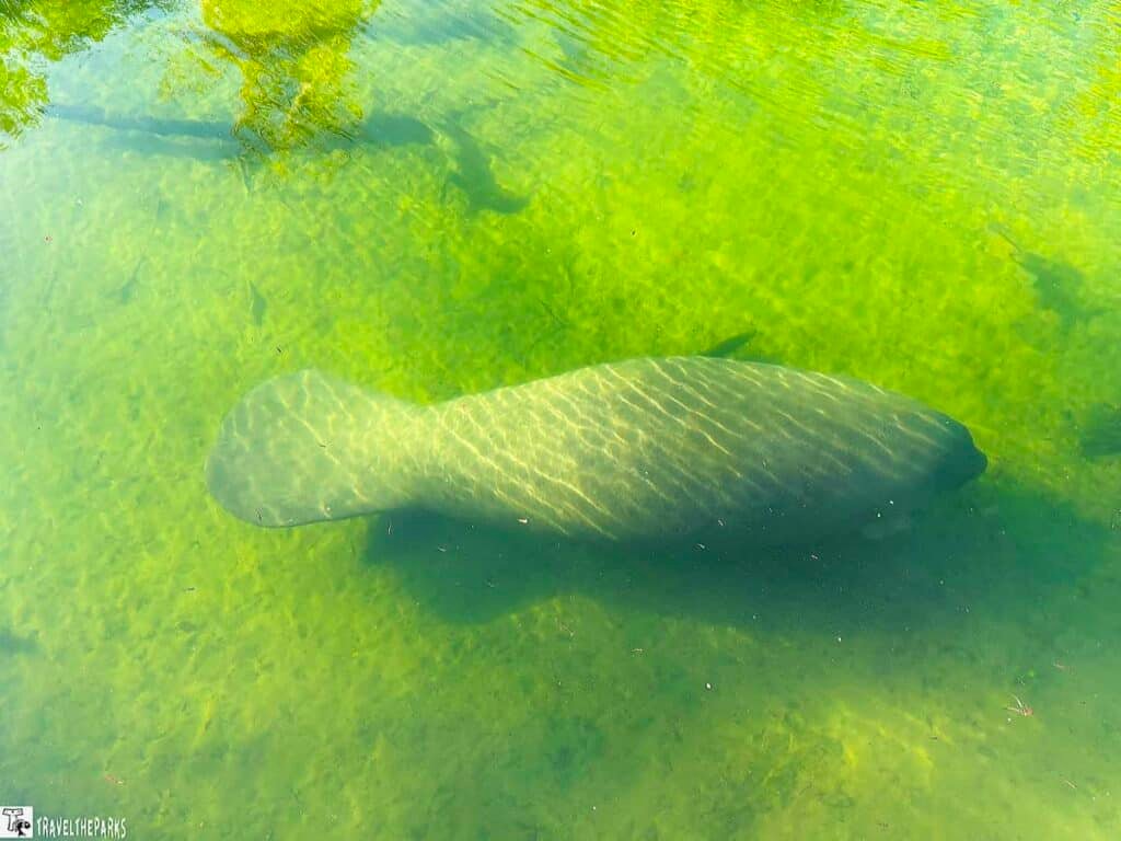 A manatee swimming in clear green water with sunlight creating patterns on its back.