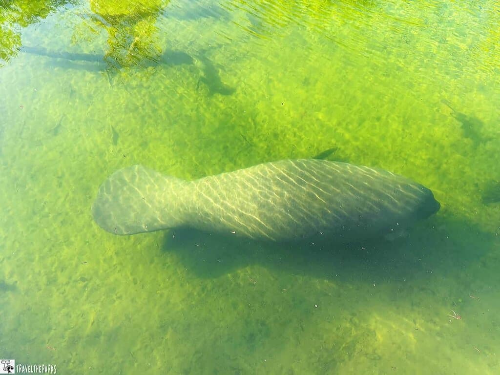 A manatee swimming in clear green water with sunlight creating patterns on its back.