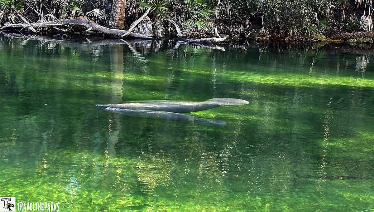 Two manatees swim in clear water at Blue Springs State Park, surrounded by lush vegetation and fallen tree branches.