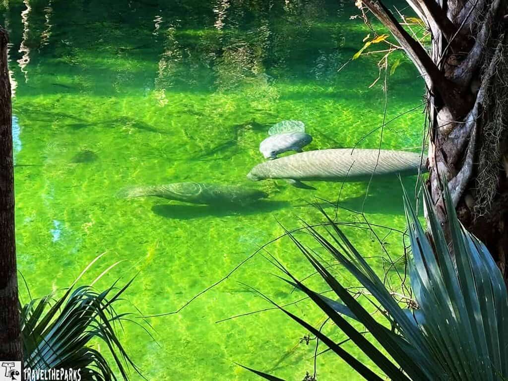 Two manatees swimming in a clear green spring with a palm tree in the foreground.