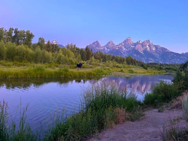 Scenic view of the Teton Mountain Range with a river, trees, and a moose in Jackson, Wyoming.
