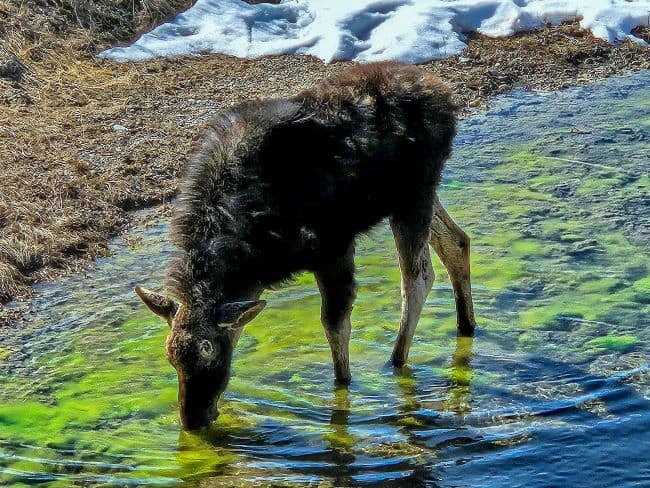 Moose in Grand Teton National Park