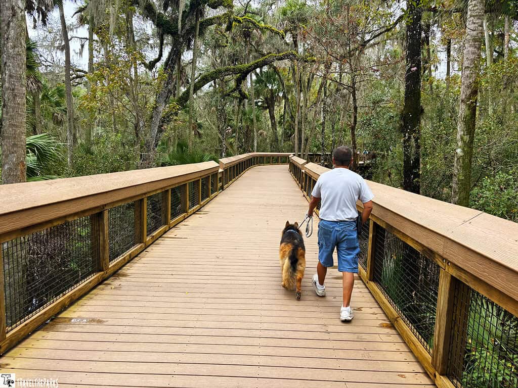 Person walks dog on a wooden boardwalk through a forested area.